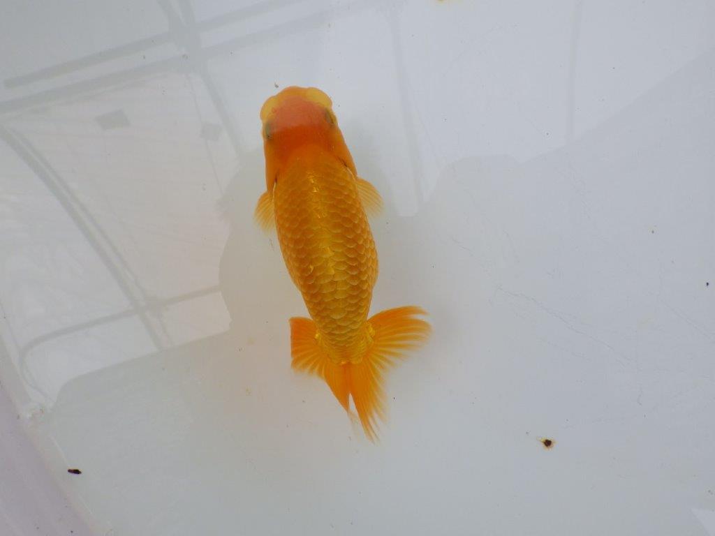 【逸品当歳らんちゅう】上見も横見も映えるらんちゅう　約13ｃｍ前後　オス？
