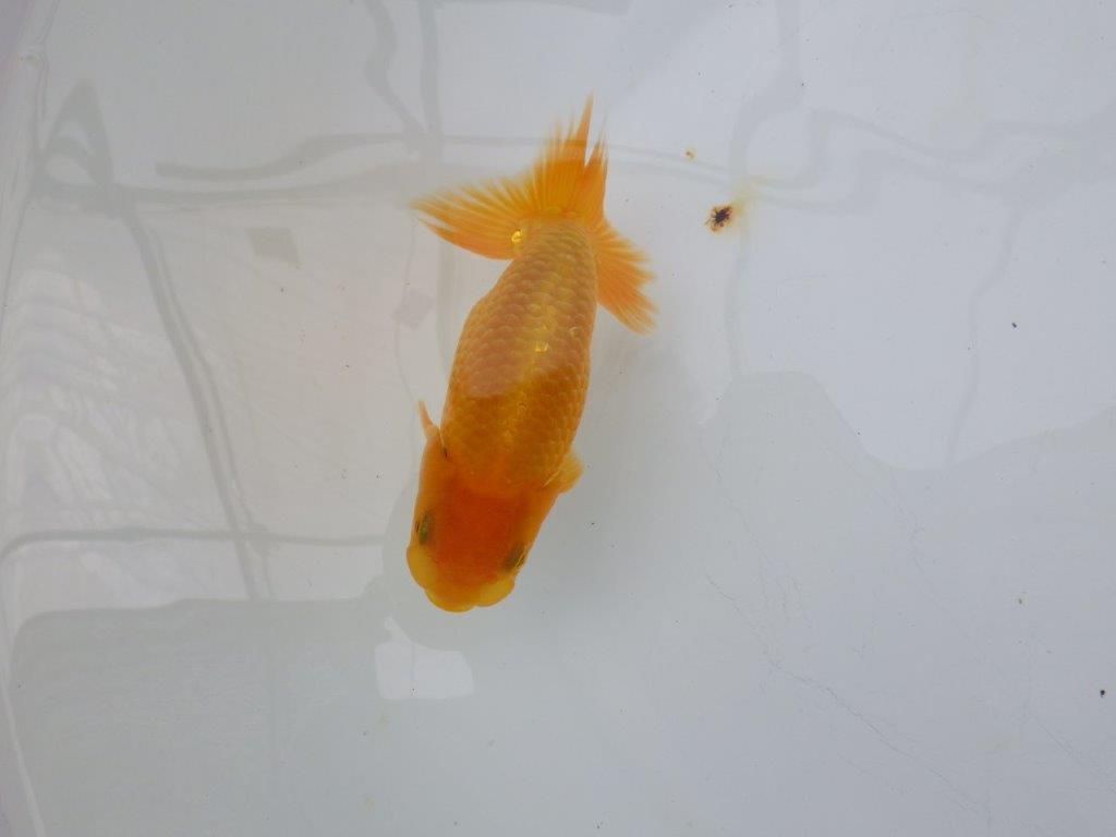 【逸品当歳らんちゅう】上見も横見も映えるらんちゅう　約13ｃｍ前後　オス？