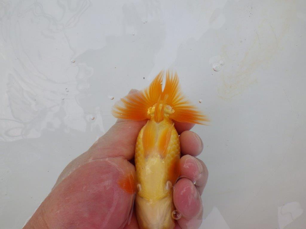 【逸品当歳らんちゅう】上見も横見も映えるらんちゅう　約13ｃｍ前後　オス？