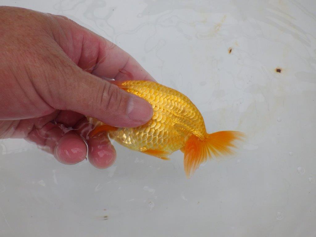 【逸品当歳らんちゅう】上見も横見も映えるらんちゅう　約13ｃｍ前後　オス？