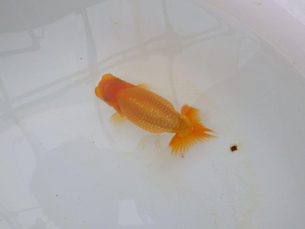 【逸品当歳らんちゅう】成長次第で楽しめるらんちゅう　約13,5ｃｍ前後　オス？