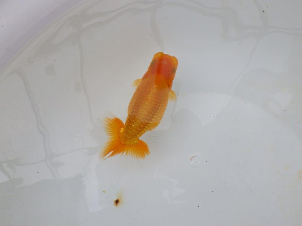 【逸品当歳らんちゅう】成長次第で楽しめるらんちゅう　約13,5ｃｍ前後　オス？
