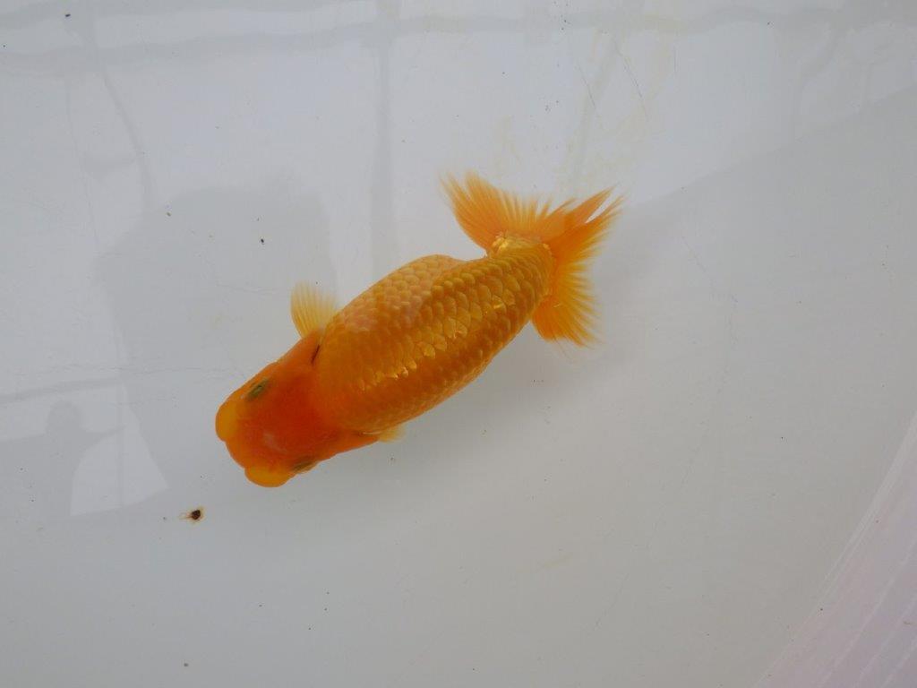 【逸品当歳らんちゅう】成長次第で楽しめるらんちゅう　約13,5ｃｍ前後　オス？