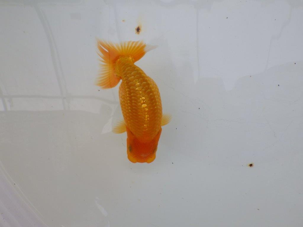 【逸品当歳らんちゅう】成長次第で楽しめるらんちゅう　約13,5ｃｍ前後　オス？
