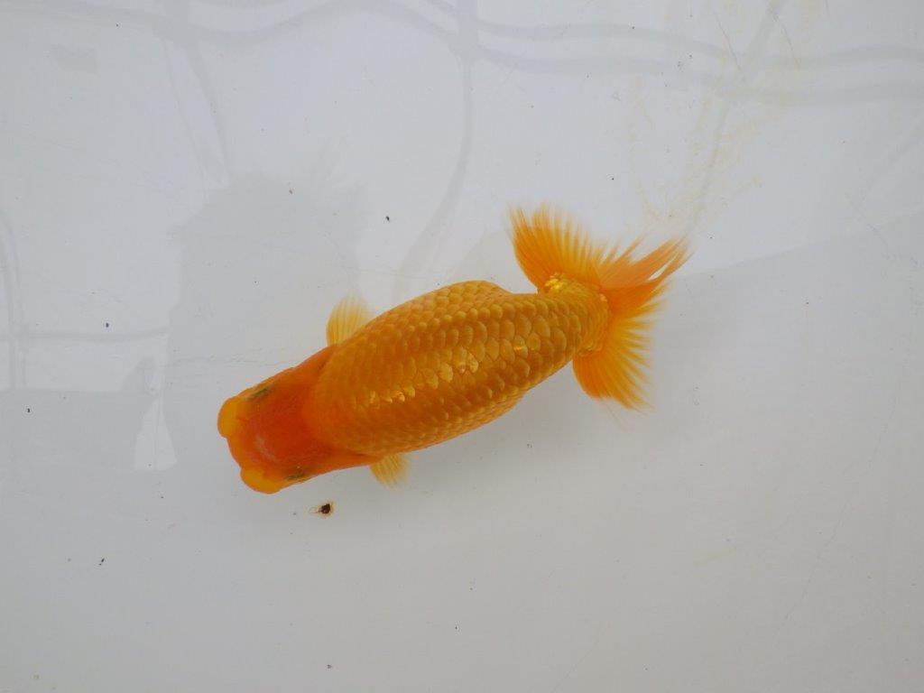 【逸品当歳らんちゅう】成長次第で楽しめるらんちゅう　約13,5ｃｍ前後　オス？の上身