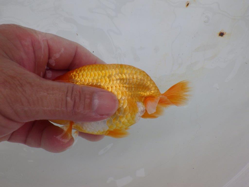 【逸品当歳らんちゅう】成長次第で楽しめるらんちゅう　約13,5ｃｍ前後　オス？