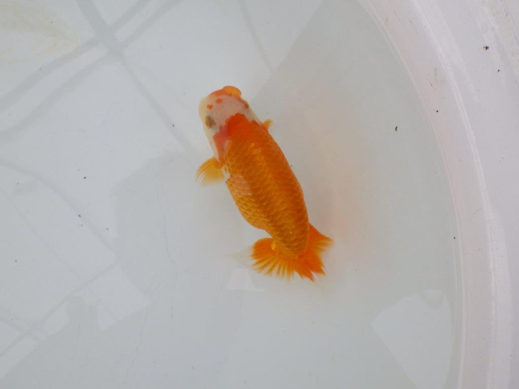 【逸品当歳らんちゅう】魅力を感じる更紗らんちゅう　約14ｃｍ前後　オス？