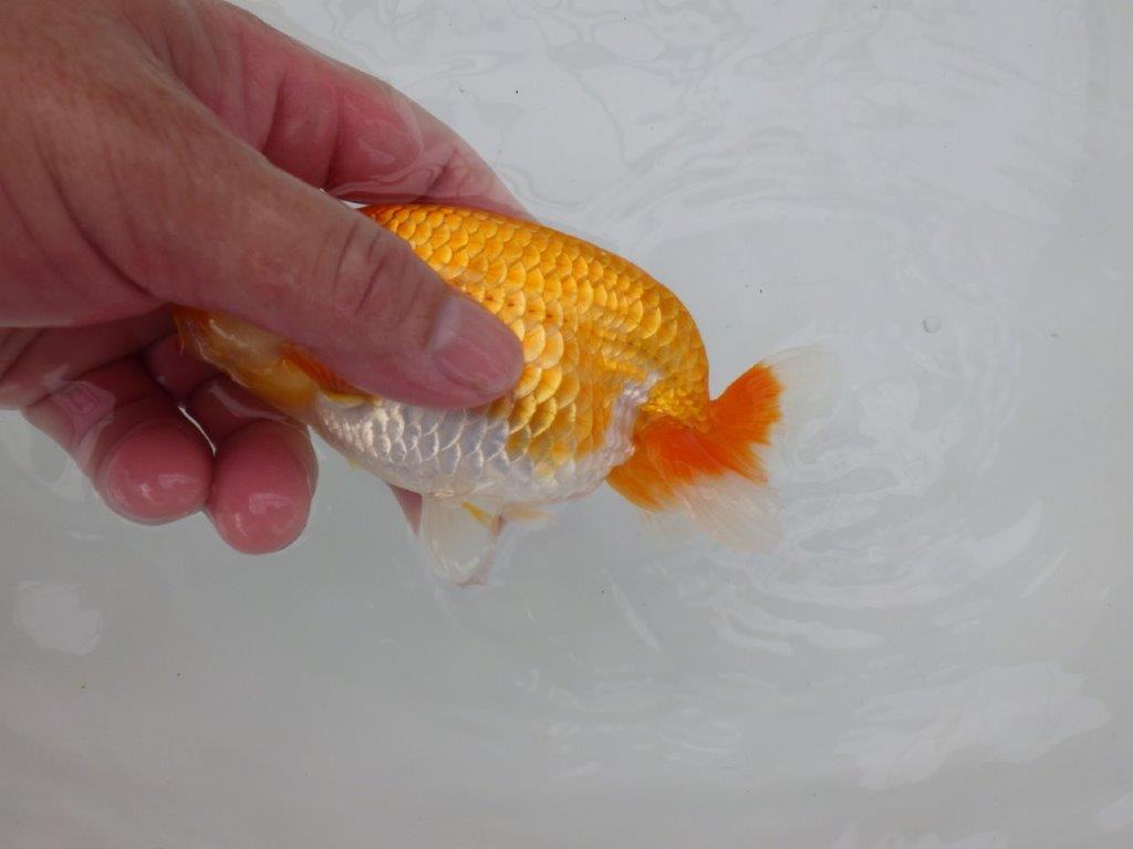 【逸品当歳らんちゅう】魅力を感じる更紗らんちゅう　約14ｃｍ前後　オス？