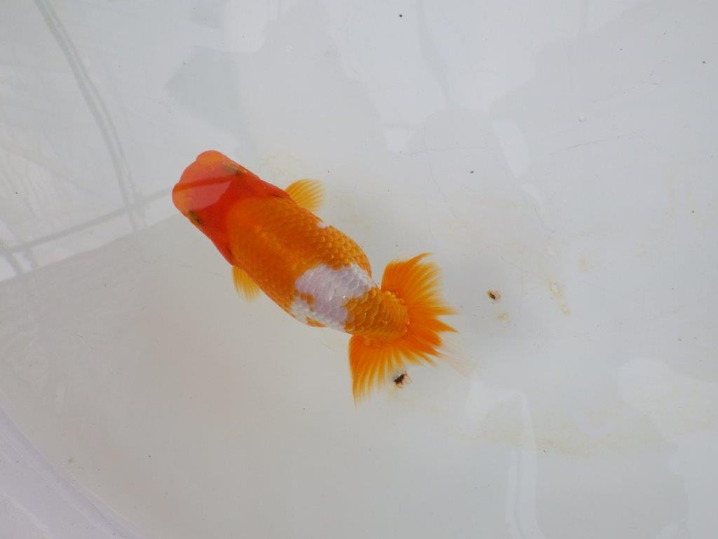 【逸品当歳らんちゅう】尾の雰囲気が良い更紗らんちゅう　約13ｃｍ前後　オス？