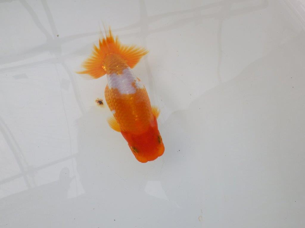 【逸品当歳らんちゅう】尾の雰囲気が良い更紗らんちゅう　約13ｃｍ前後　オス？