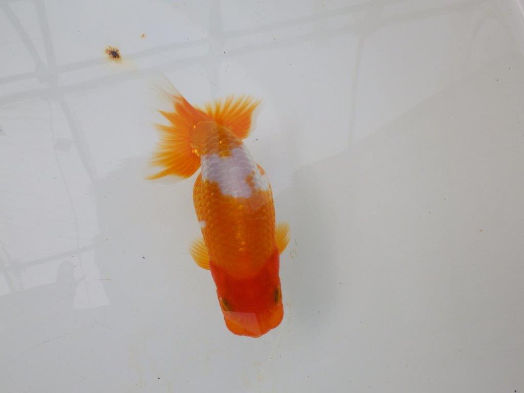 【逸品当歳らんちゅう】尾の雰囲気が良い更紗らんちゅう　約13ｃｍ前後　オス？