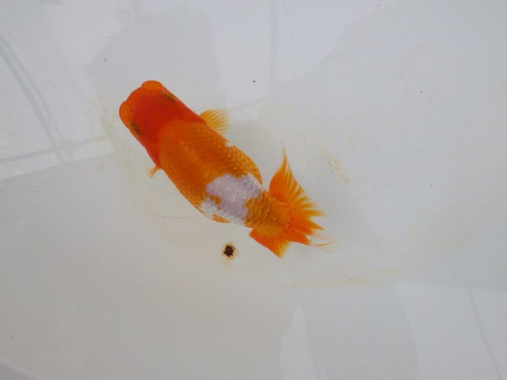 【逸品当歳らんちゅう】尾の雰囲気が良い更紗らんちゅう　約13ｃｍ前後　オス？