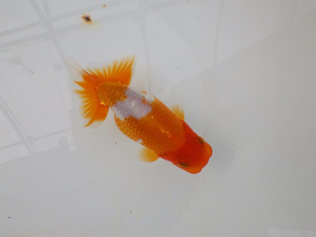 【逸品当歳らんちゅう】尾の雰囲気が良い更紗らんちゅう　約13ｃｍ前後　オス？の上身