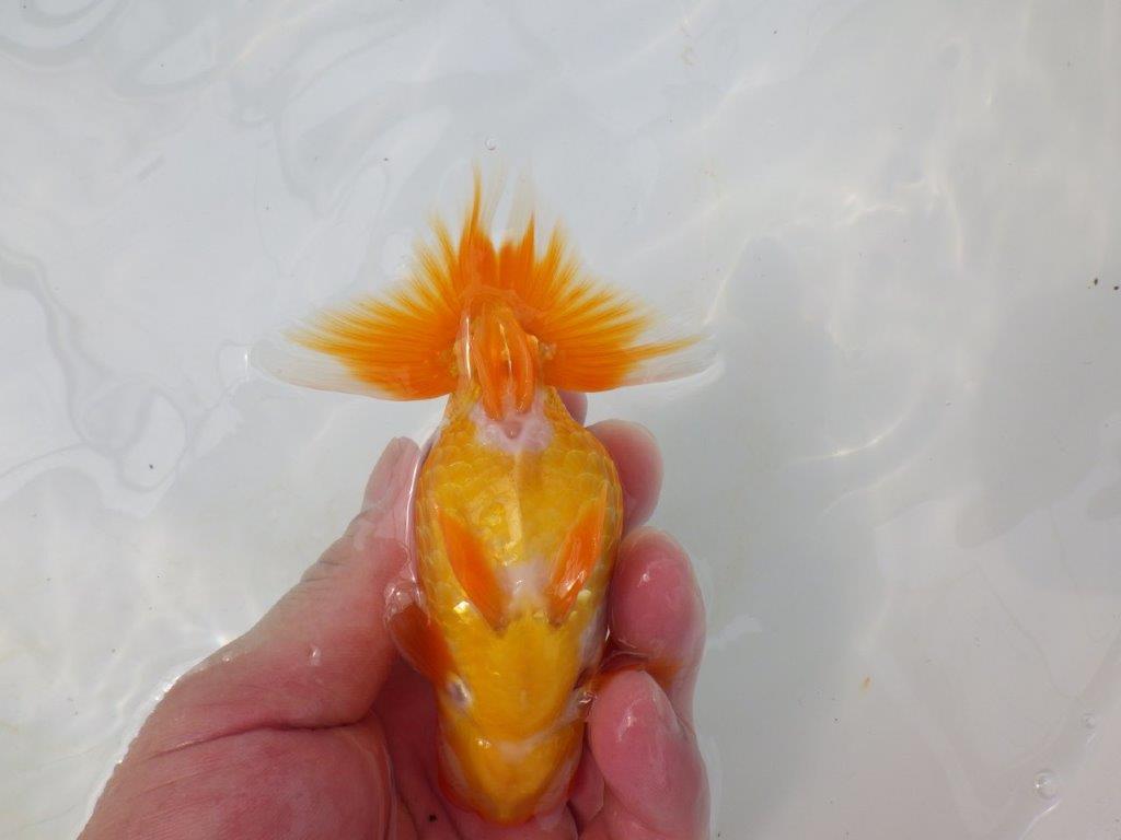 【逸品当歳らんちゅう】尾の雰囲気が良い更紗らんちゅう　約13ｃｍ前後　オス？