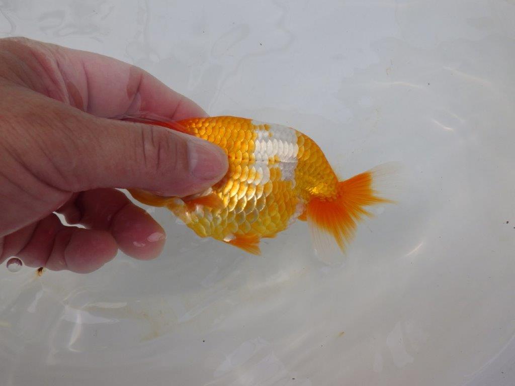 【逸品当歳らんちゅう】尾の雰囲気が良い更紗らんちゅう　約13ｃｍ前後　オス？