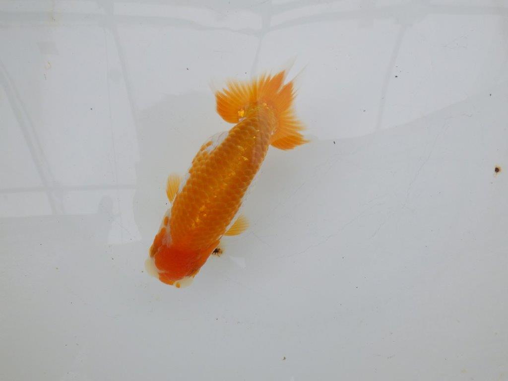 【逸品当歳らんちゅう】背腰が良い更紗らんちゅう　約13,5ｃｍ前後の上身
