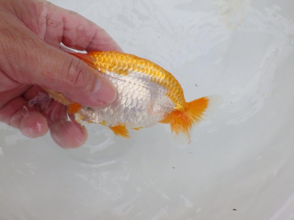 【逸品当歳らんちゅう】背腰が良い更紗らんちゅう　約13,5ｃｍ前後