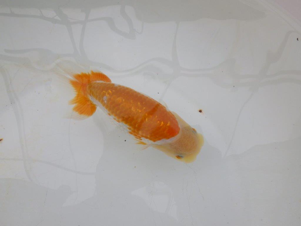 【逸品当歳らんちゅう】仕上がりの良い更紗らんちゅう　約14,5ｃｍ前後 オス？