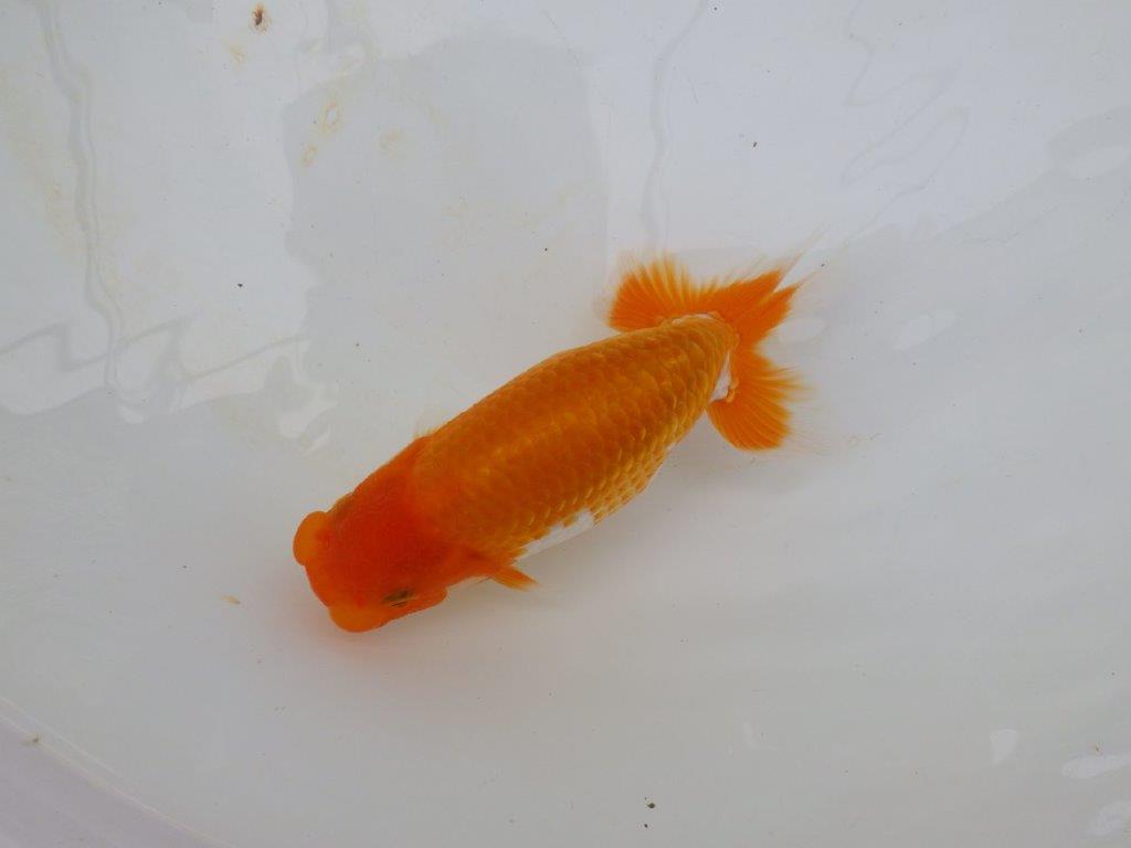 【逸品当歳らんちゅう】品評大会に向けて飼い込み！更紗らんちゅう　約15ｃｍ前後の上身