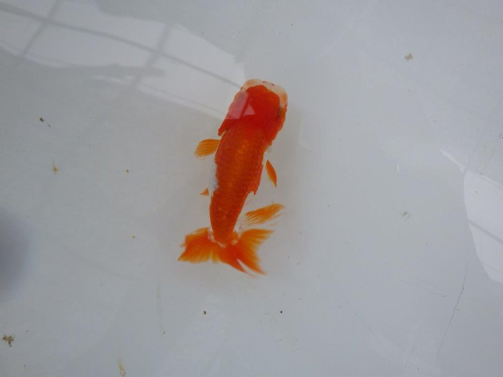 【９月限定　秋の鑑賞お勧め　２歳更紗らんちゅう】尾張りが良い　約11,5cm オス？