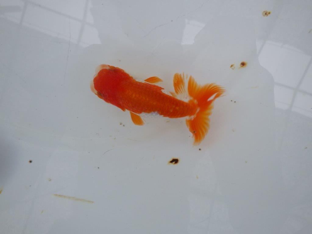 【９月限定　秋の鑑賞お勧め　２歳更紗らんちゅう】尾張りが良い　約11,5cm オス？
