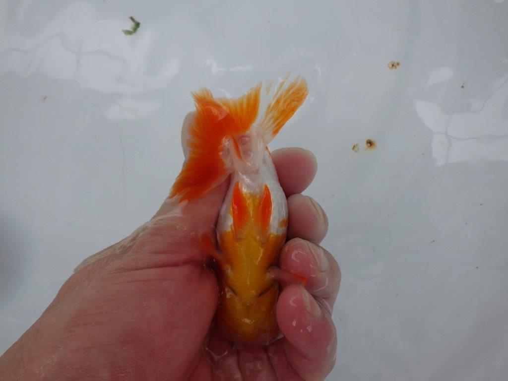 【９月限定　秋の鑑賞お勧め　２歳更紗らんちゅう】尾張りが良い　約11,5cm オス？