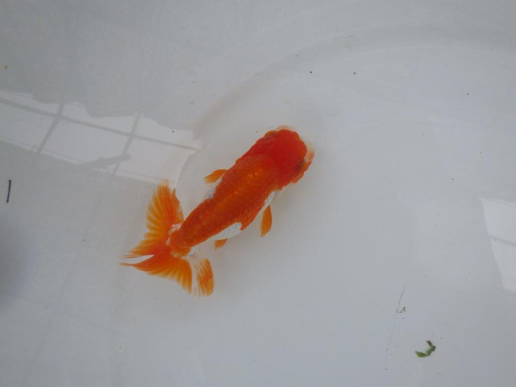 【９月限定　秋の鑑賞お勧め　２歳更紗らんちゅう】尾張りが良い　約11,5cm オス？