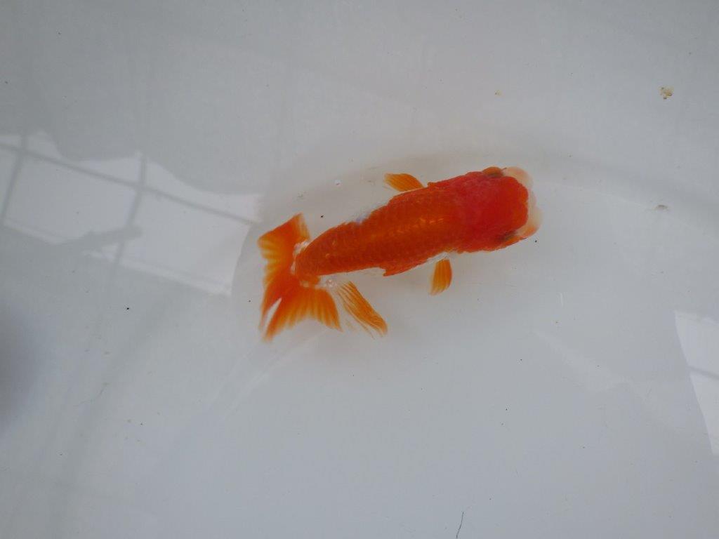 【９月限定　秋の鑑賞お勧め　２歳更紗らんちゅう】尾張りが良い　約11,5cm オス？