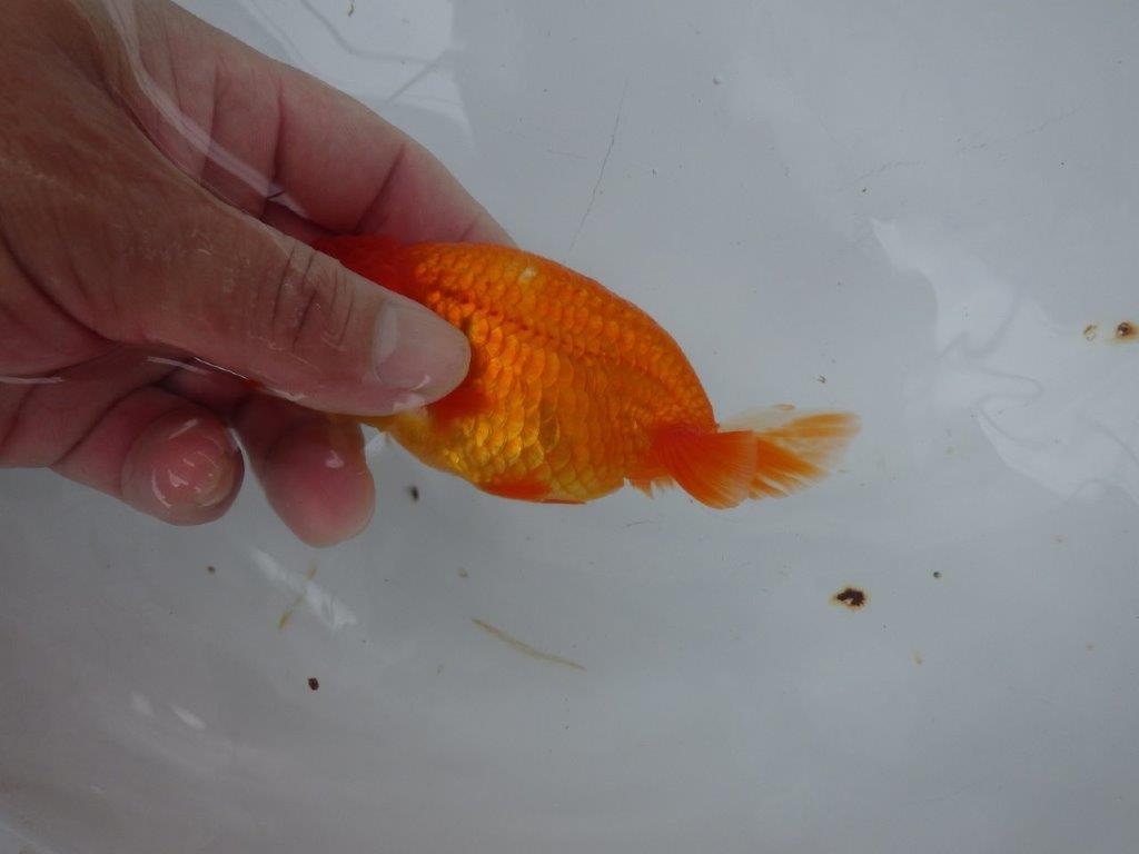【９月限定　秋の鑑賞お勧め　２歳更紗らんちゅう】色艶が良い　約12,5cm メス？