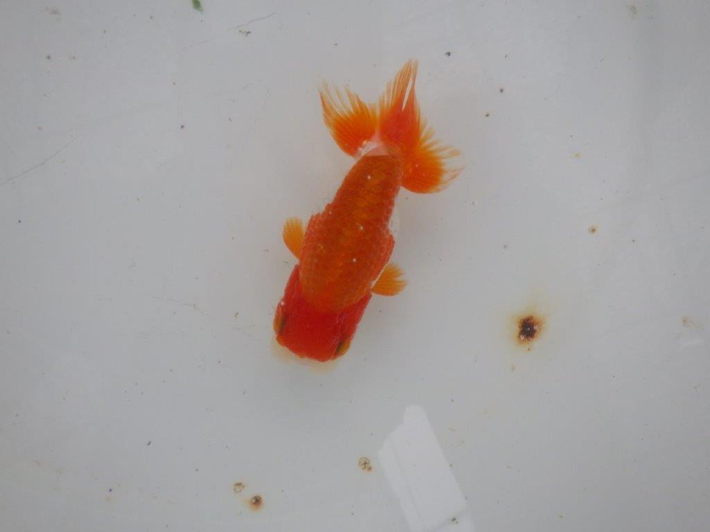 【９月限定　秋の鑑賞お勧め　２歳更紗らんちゅう】上見が映える　約11cm オス？