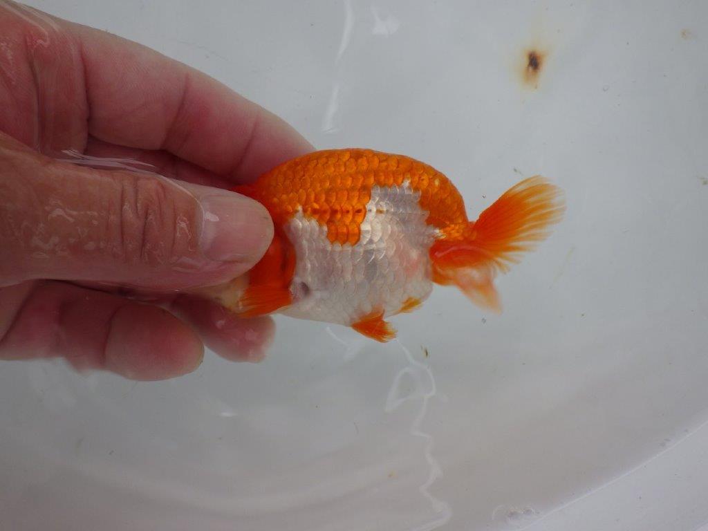 【９月限定　秋の鑑賞お勧め　２歳更紗らんちゅう】上見が映える　約11cm オス？