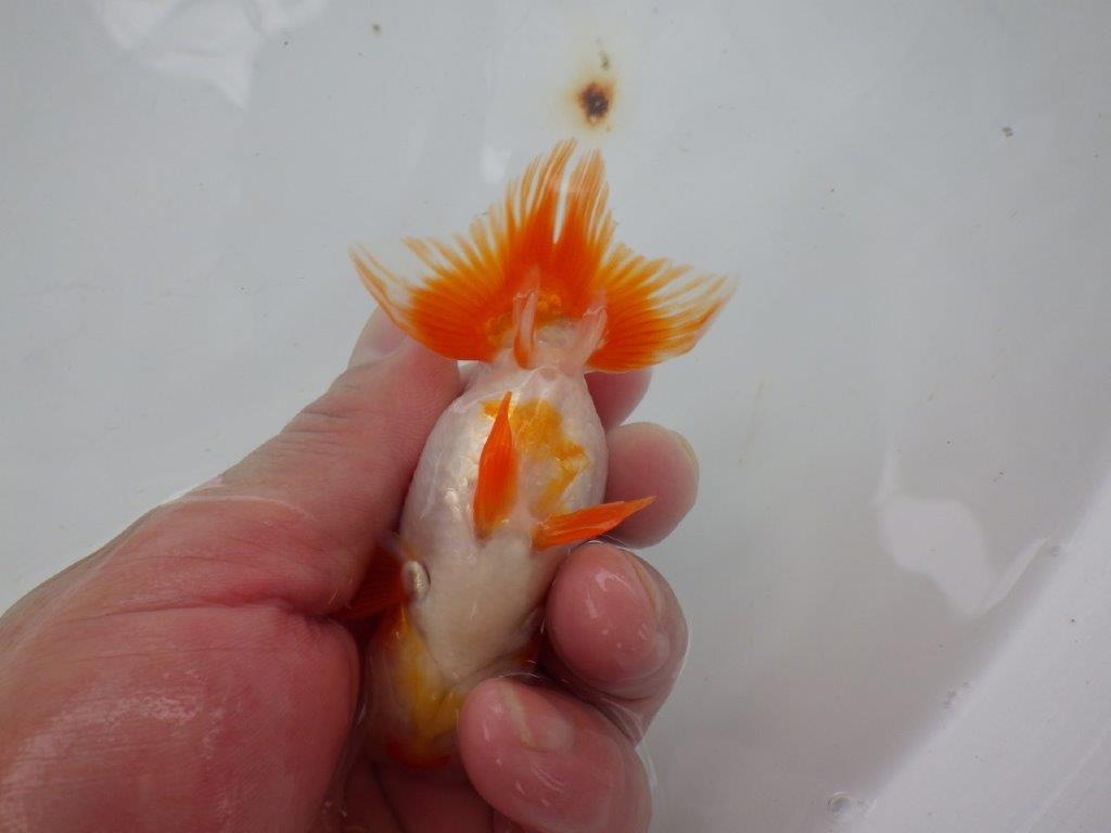 【９月限定　秋の鑑賞お勧め　２歳更紗らんちゅう】上見が映える　約11cm オス？