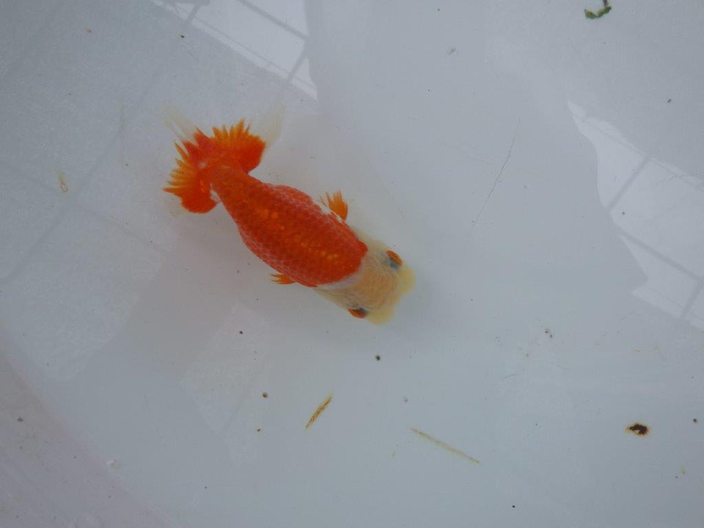 【９月限定　秋の鑑賞お勧め　２歳更紗らんちゅう】可愛いらんちゅう　約13cm メス？
