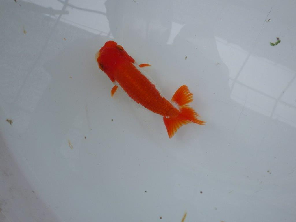 【９月限定　秋の鑑賞お勧め　２歳更紗らんちゅう】綺麗な更紗　約13cm オス？
