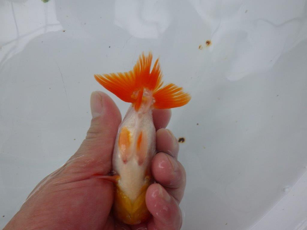 【９月限定　秋の鑑賞お勧め　２歳更紗らんちゅう】綺麗な更紗　約13cm オス？