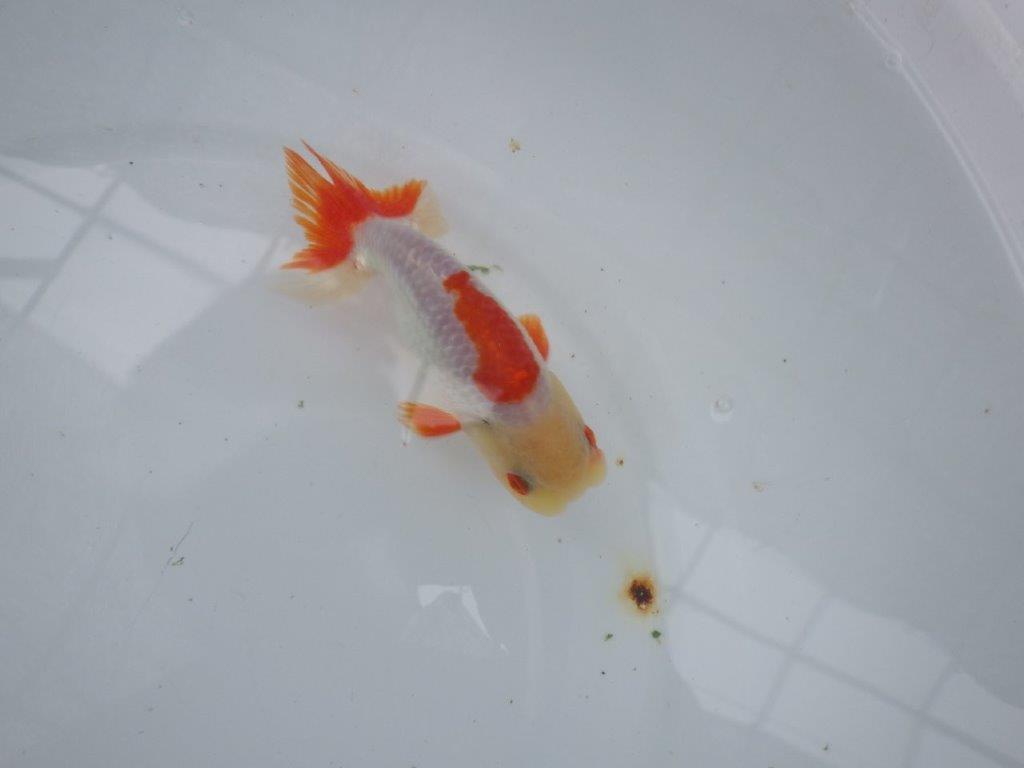 【９月限定　秋の鑑賞お勧め　２歳更紗らんちゅう】綺麗な配色　約14cm オス？