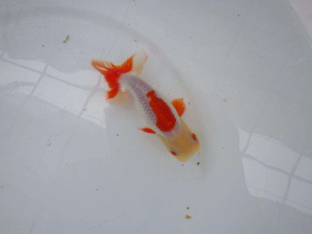 【９月限定　秋の鑑賞お勧め　２歳更紗らんちゅう】綺麗な配色　約14cm オス？