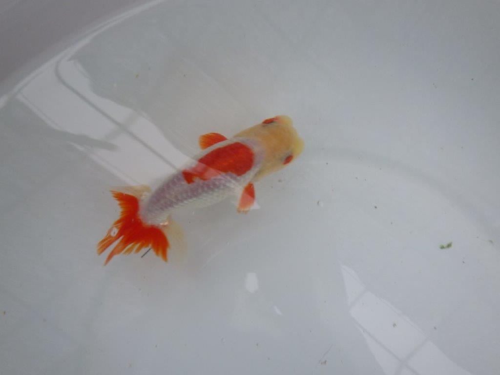 【９月限定　秋の鑑賞お勧め　２歳更紗らんちゅう】綺麗な配色　約14cm オス？