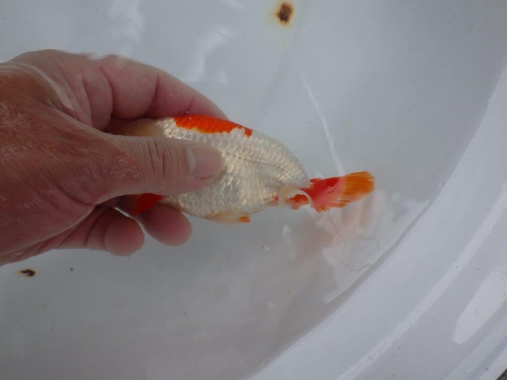 【９月限定　秋の鑑賞お勧め　２歳更紗らんちゅう】綺麗な配色　約14cm オス？