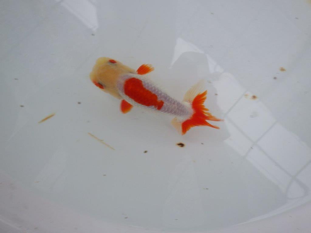 【９月限定　秋の鑑賞お勧め　２歳更紗らんちゅう】綺麗な配色　約14cm オス？