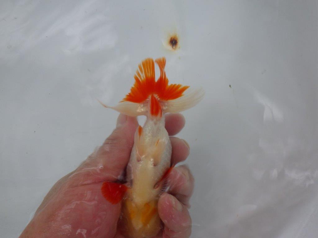 【９月限定　秋の鑑賞お勧め　２歳更紗らんちゅう】綺麗な配色　約14cm オス？