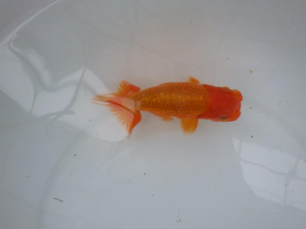 【９月限定　秋の鑑賞お勧め　２歳更紗らんちゅう】お勧め　約14cm オス？