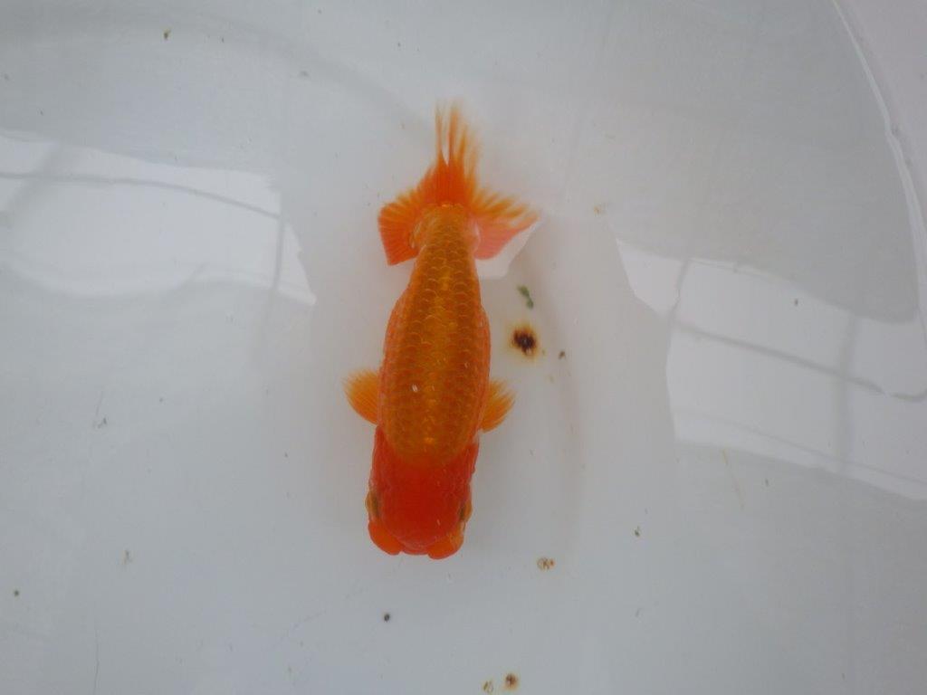 【９月限定　秋の鑑賞お勧め　２歳更紗らんちゅう】お勧め　約14cm オス？