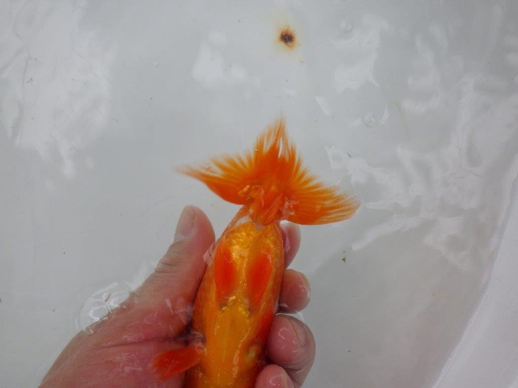 【９月限定　秋の鑑賞お勧め　２歳更紗らんちゅう】お勧め　約14cm オス？