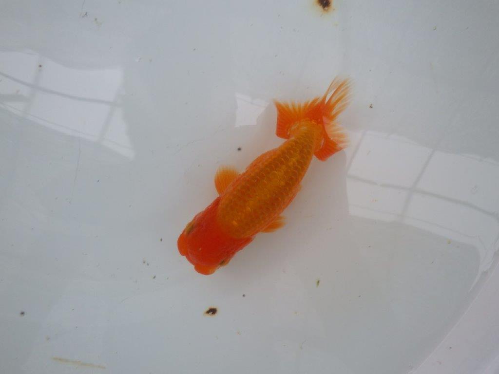 【９月限定　秋の鑑賞お勧め　２歳更紗らんちゅう】お勧め　約14cm オス？