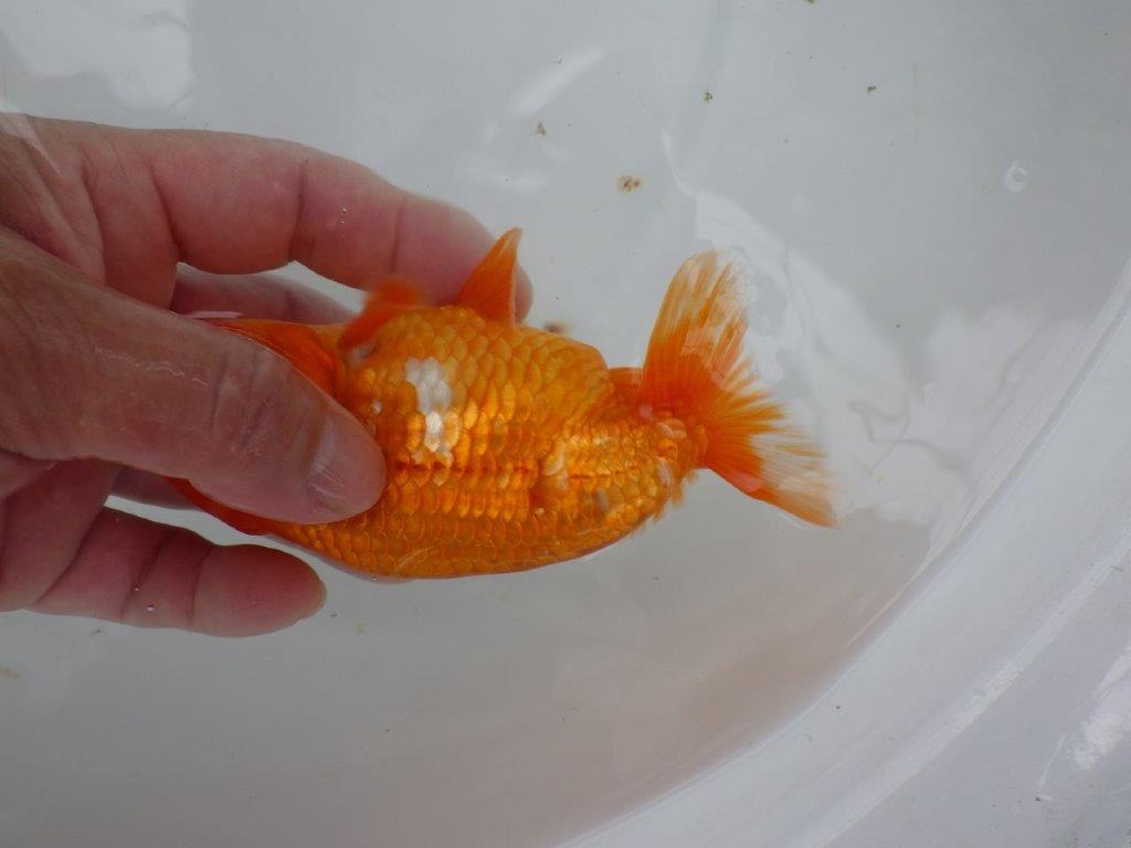 【９月限定　秋の鑑賞お勧め　２歳更紗らんちゅう】お勧め　約14cm オス？