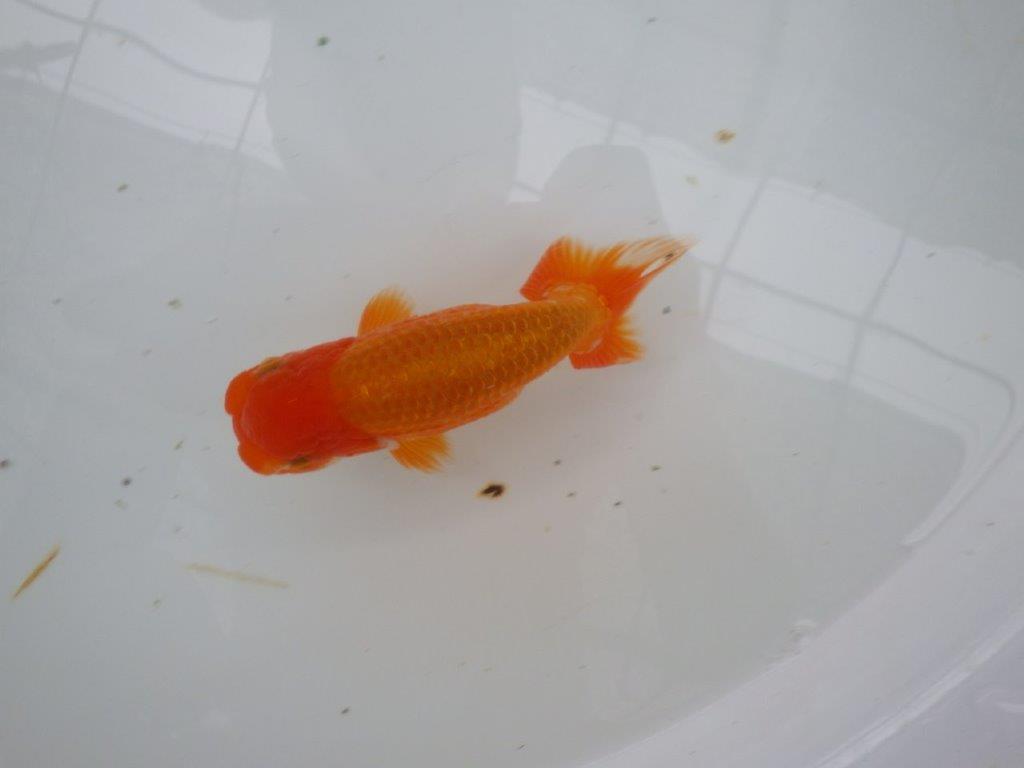 【９月限定　秋の鑑賞お勧め　２歳更紗らんちゅう】お勧め　約14cm オス？