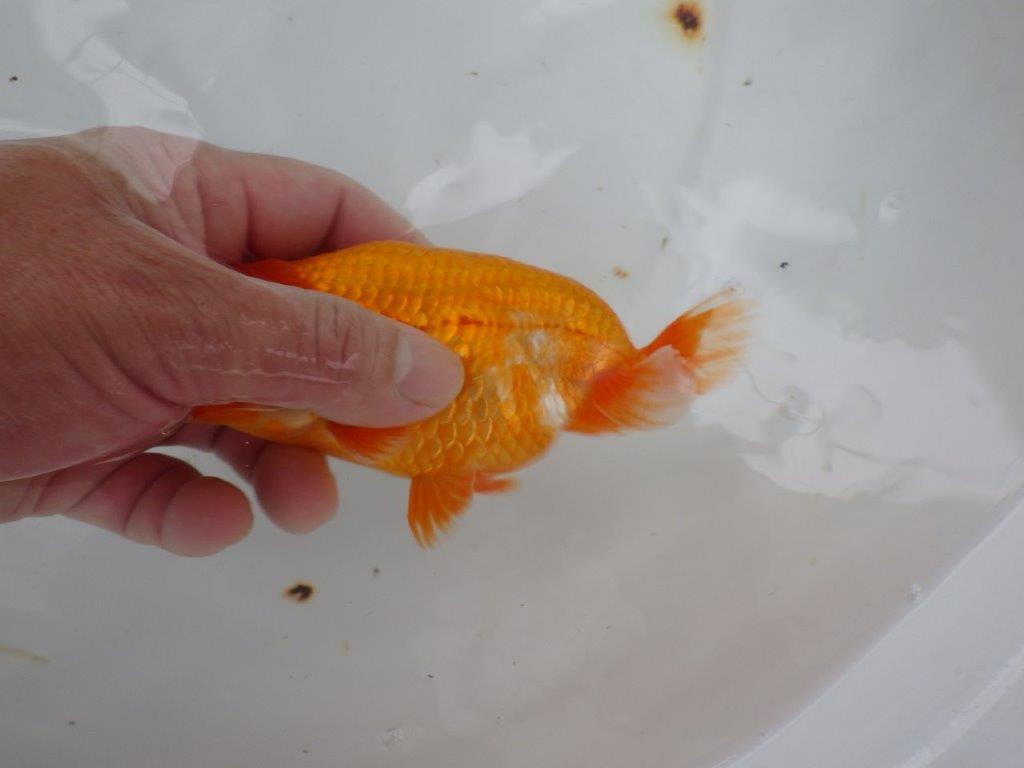 【９月限定　秋の鑑賞お勧め　２歳更紗らんちゅう】お勧め　約14cm オス？