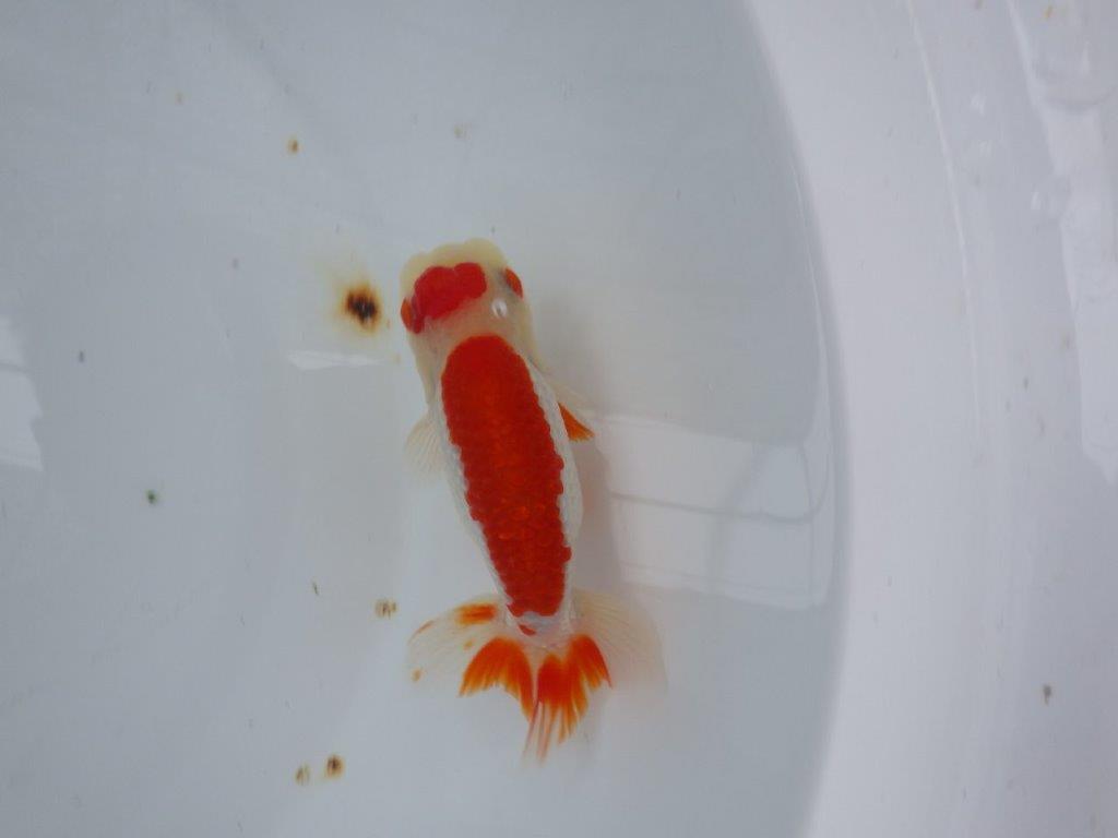 【９月限定　秋の鑑賞お勧め　２歳更紗らんちゅう】綺麗な柄　約13,5cm オス？