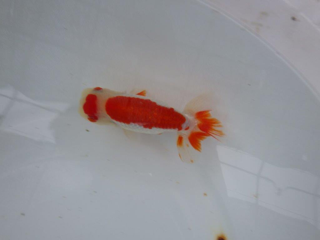 【９月限定　秋の鑑賞お勧め　２歳更紗らんちゅう】綺麗な柄　約13,5cm オス？